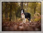 Liście, Drzewa, Border collie, Pies, Las