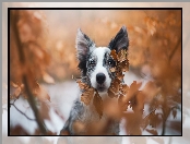 Liście, Pożółkłe, Border collie, Pies, Mordka