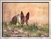 Liście, Trawa, Border collie, Pies, Łąka