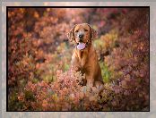 Liście, Jesienne, Labrador retriever, Pies, Krzewy