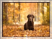 Liście, Labrador retriever, Las