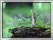Liście, Gałąź, Chipmunk, Wiewiórka, Drzewo