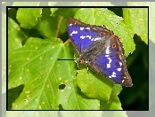 Liście, Motyl, Zielone, Niebieski