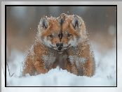 Młode, Lisy, Śnieg, Liski