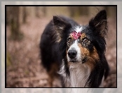 Listek, Pies, Border collie