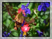 Lobelia, Kwiaty, Fruczak, Motyl, Bujankowiec