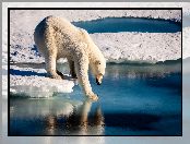 Lód, Niedźwiedź polarny, Śnieg