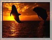 Zachód słońca, Delfiny