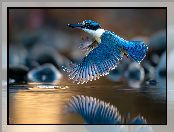 Lot, Niebieski, Ptak, Łowczyk obrożny, Grafika AI, Łowiec, Woda