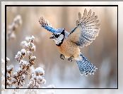 Roślina, Rozpostarte, Modrosójka, Lot, Skrzydła, Ośnieżona