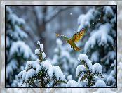 Zima, Papuga, Drzewa, Lot