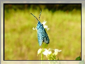 Lśniak szmaragdek, Owad, Motyl