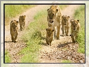 Safari, Lwia, Rodzinka