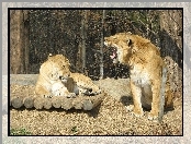 Lwica, Las, Lew, Liger
