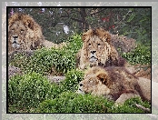 Lwy, Zoo
