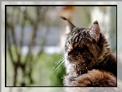 Kot, Maine coon