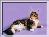 Kot Maine coon