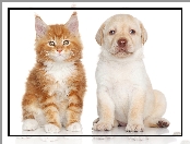 Maine Coon, Labrador Retriever, Kot, Pies