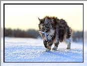 Maine coon, Śnieg, Kot, Zima