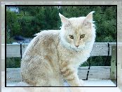 Ławka, Kotek, Maine Coon