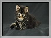 Kotek, Maine Coon