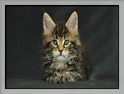 Kotek, Maine Coon