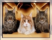 Maine Coon, Trzy, Kotki