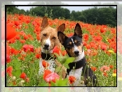 Basenji, Pieski, Maki, Łąka, Dwa