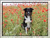 Maki, Border collie, Łąka