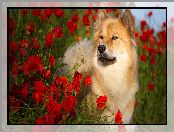 Maki, Pies, Szpic eurasier