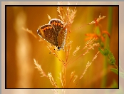 Makro, Motyl, Kłos Trawy