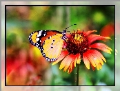 Monarch, Makro, Motyl