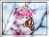 Makro, Motyl, Owocowego, Kwiaty, Drzewa
