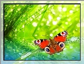 Makro, Pawik, Motyl, Krople, Rosy, Rusałka, Trawa