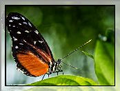 Makro, Motyl
