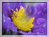 Mrówka, Makro, Kwiat