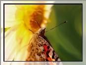 Makro, Rusałka Osetnik, Motyl