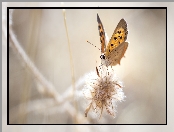 Motyl, Roślina, Makro, Czerwończyk żarek