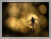 Owad, Libelloides macaronius, Makro, Sieciarka