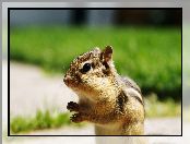 Chipmunk, Mała, Wiewiórka