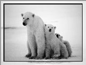 Małe, Dwa, Polarne, Niedzwiedzie, Mama