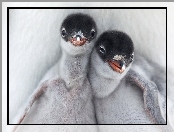 Małe, Pingwiny