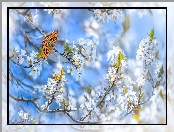 Dostojka malinowiec, Motyl, Drzewo owocowe, Gałązki, Kwiaty