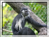 Konar, Małpa, Colobus