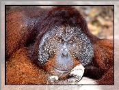 Małpa, orangutan