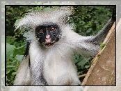 Małpka, Colobus