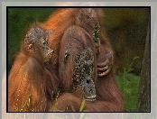 Małpy, Orangutan