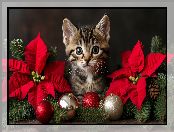 Bombki, Kotek, Kot, Mały, Kwiaty, Gwiazda betlejemska