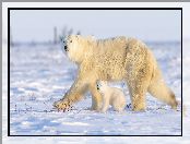 Mały, Niedźwiedzica, Niedźwiedzie polarne, Niedźwiadek