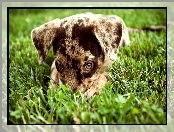 Owczarek australijski, Australian shepherd